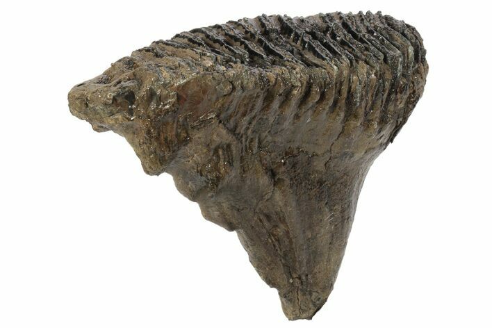 Woolly Mammoth Upper M Molar - Poland #235253